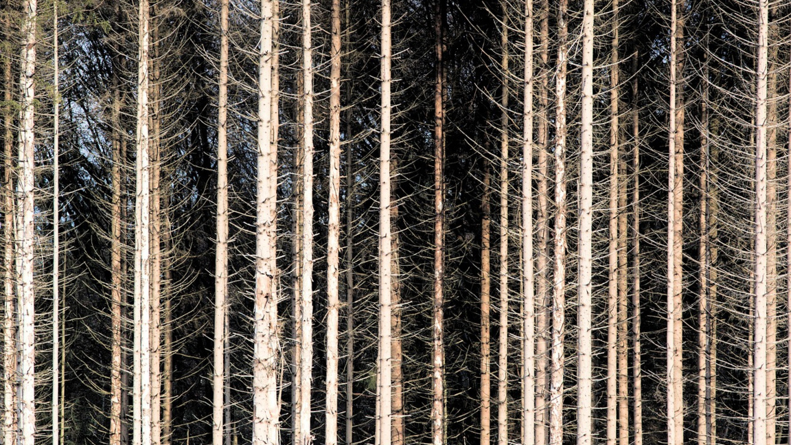 Времето в петък