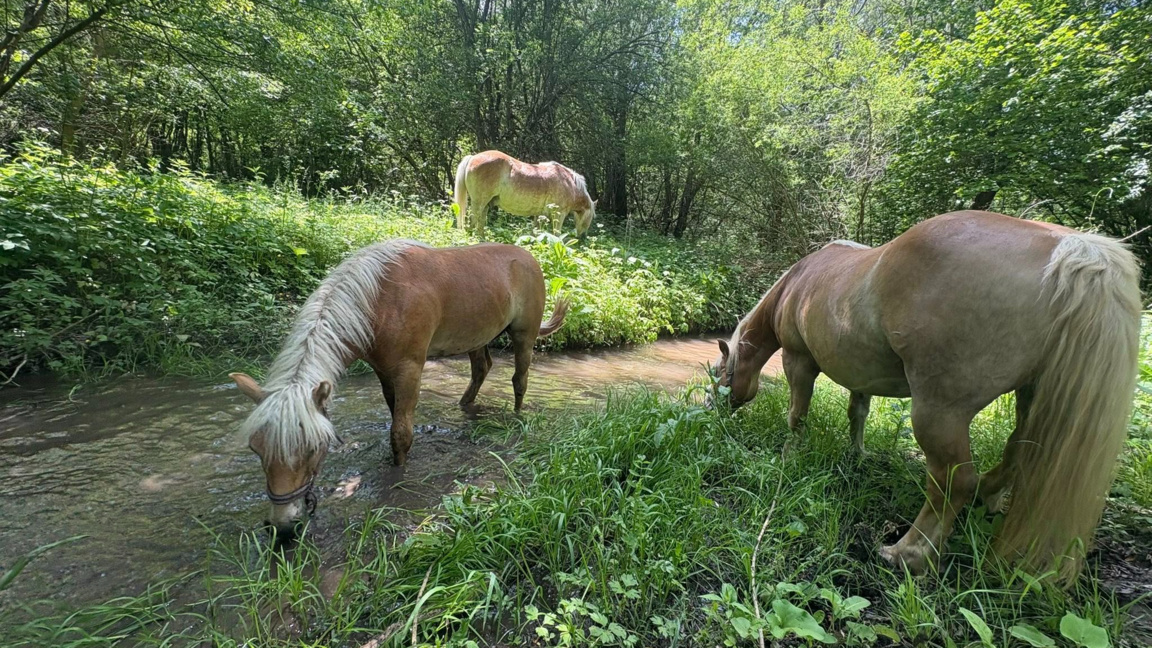 Три кончета за хипотерапия си търсят нов дом