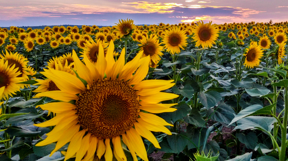 Слънчогледи