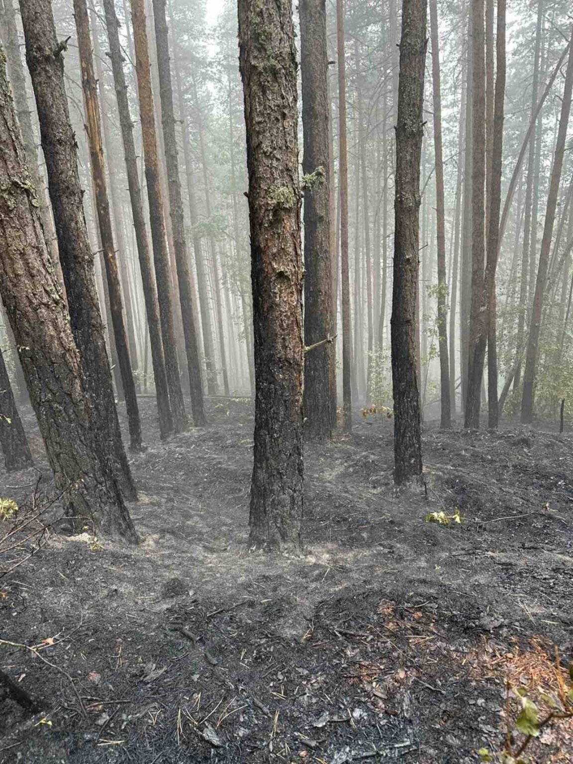Над 16 млн. лв. щети след опустошителния пожар в Пирин