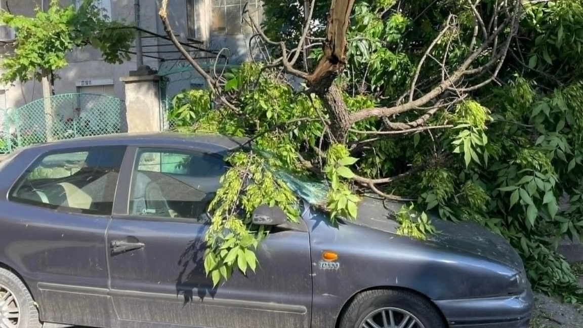 Сигнали за паднали дървета и клони има от почти всички райони в Пловдив