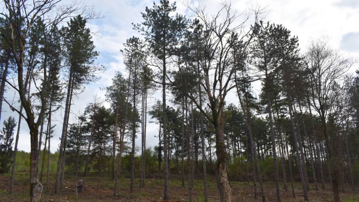 Razgrad, “Orman Haftası” girişimine birçok etkinlikle katılacak
