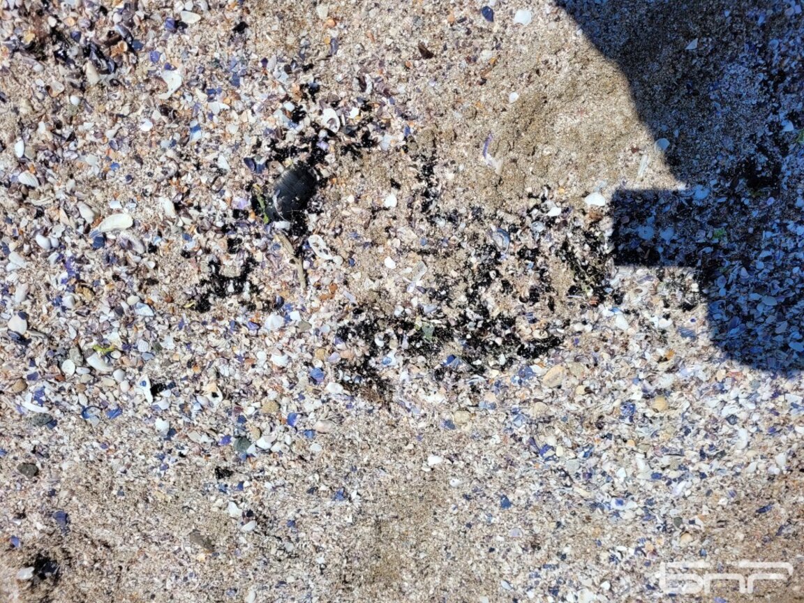 Oil slicks surface on the beach in Pomorie