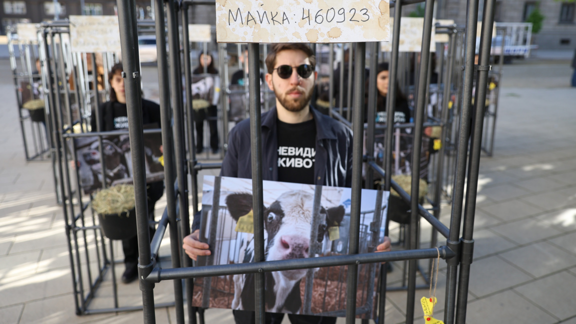 Animal rights activists demand humane treatment of newborn calves