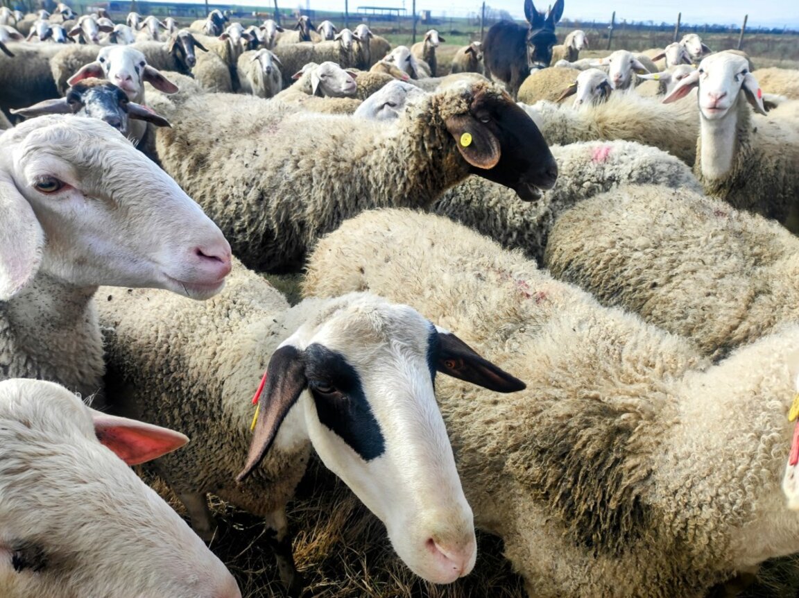 В Ямболско прегледаха над 1600 овце и кози: Няма чума и шарка