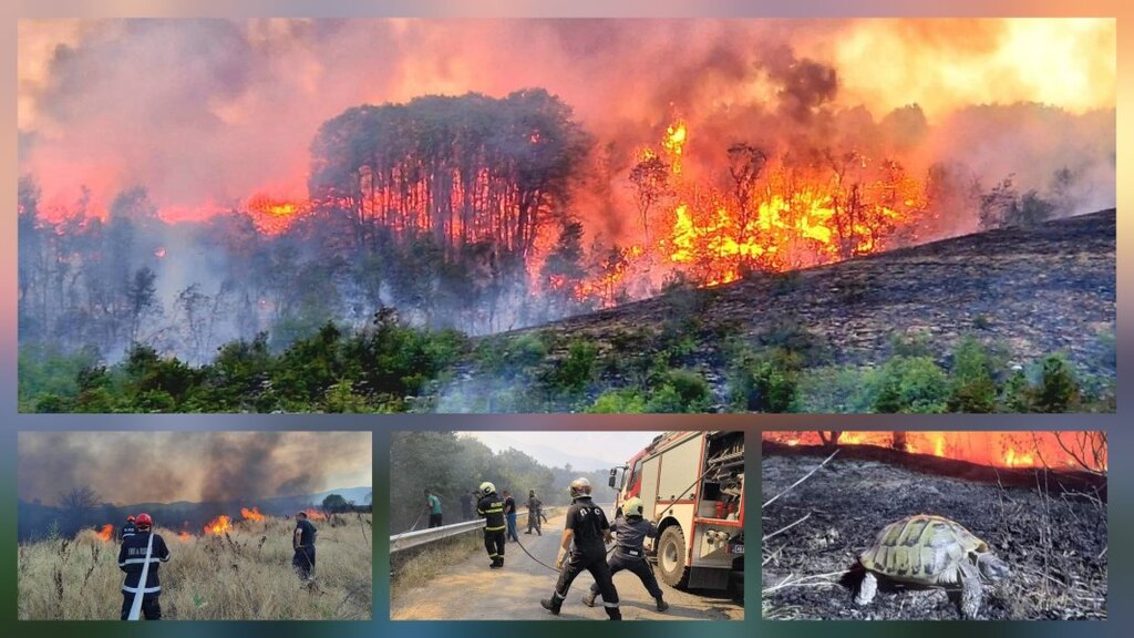 Wiederaufforstung in Pirin könnte ein halbes Jahrhundert dauern