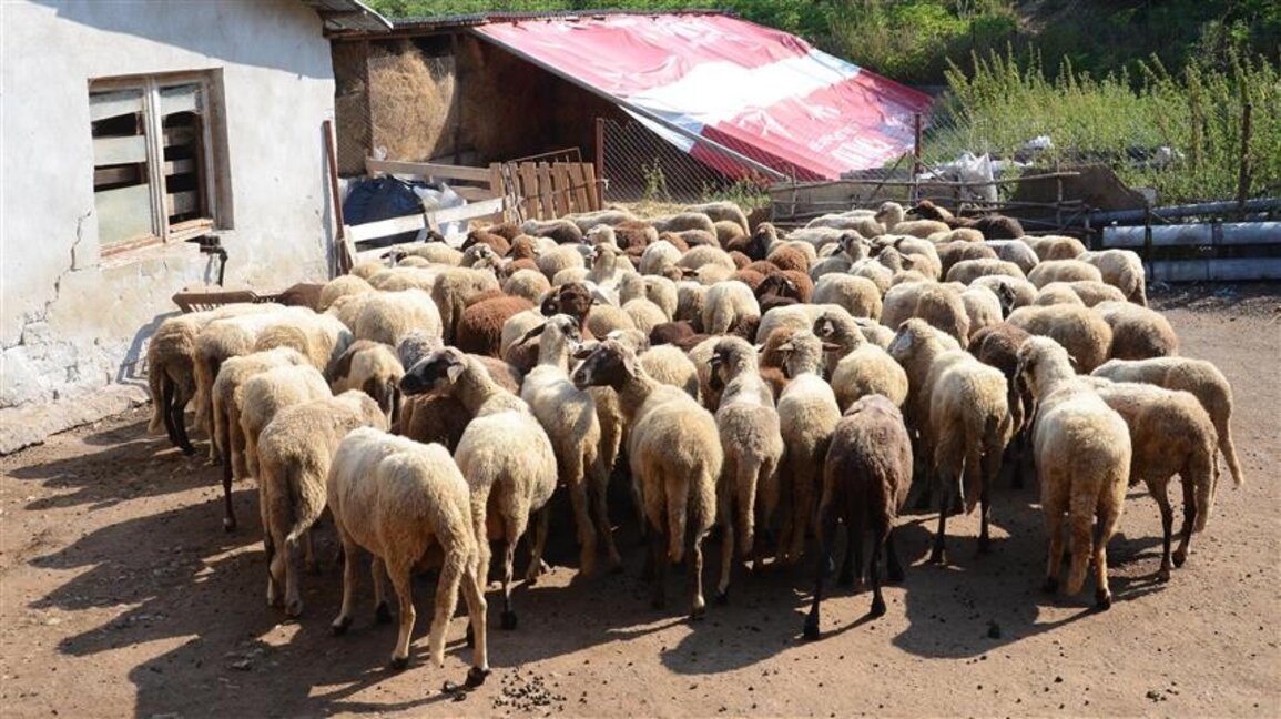 Огнищата на шарка по овцете и козите в област Пловдив стават все повече