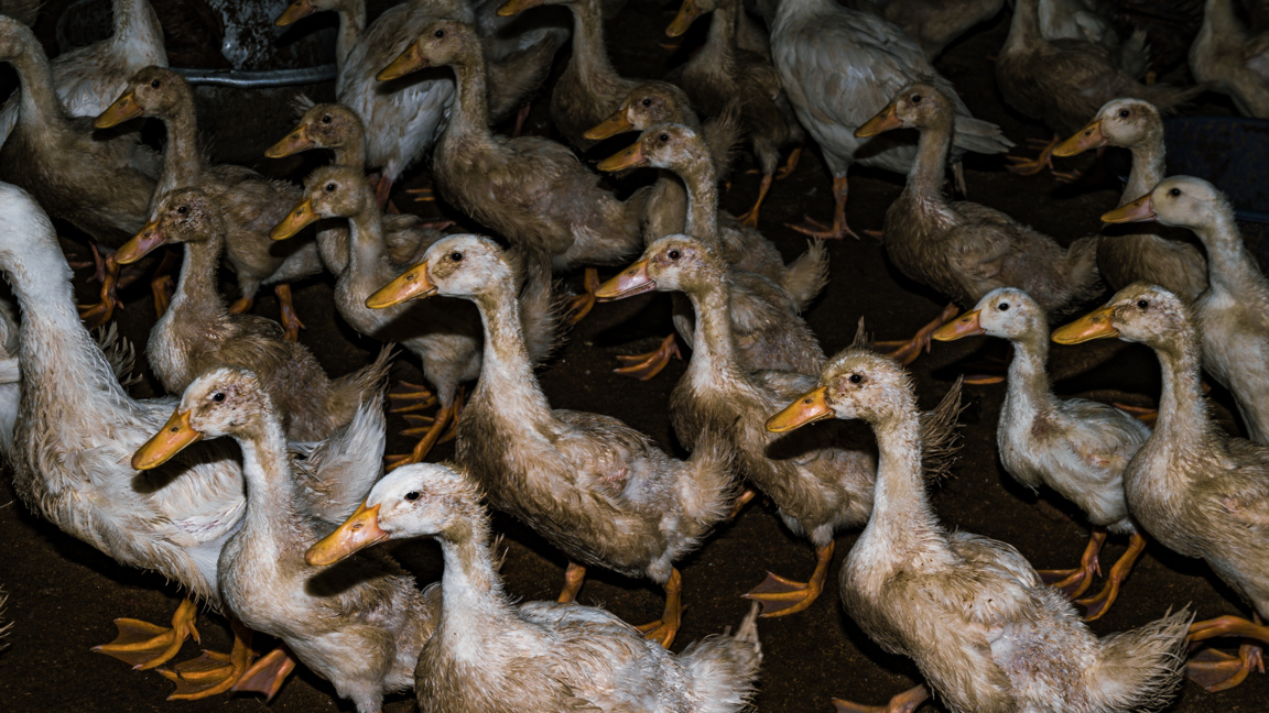 Над 100 хил. птици ще бъдат унищожени заради огнища на птичи грип