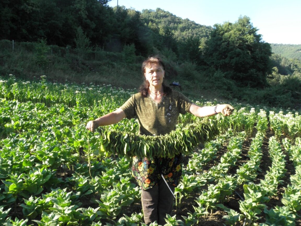 Bu yıl “Virginia” cinsi tütünden yüksek hasad alındı
