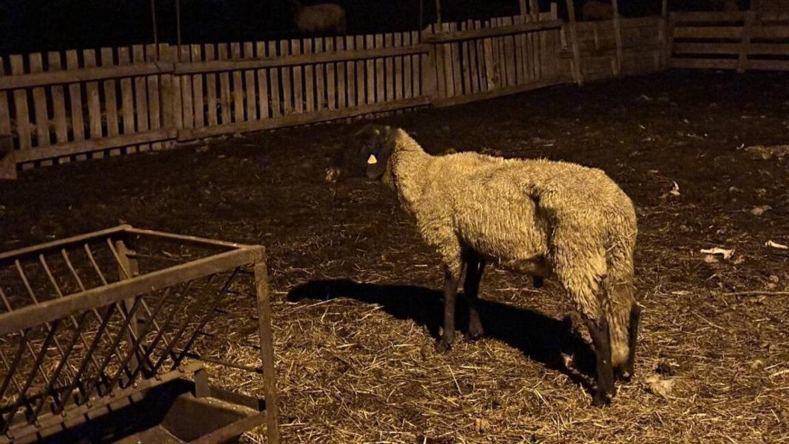 Debelt köyünde küçükbaş hayvanlarda çiçek hastalığı vakası