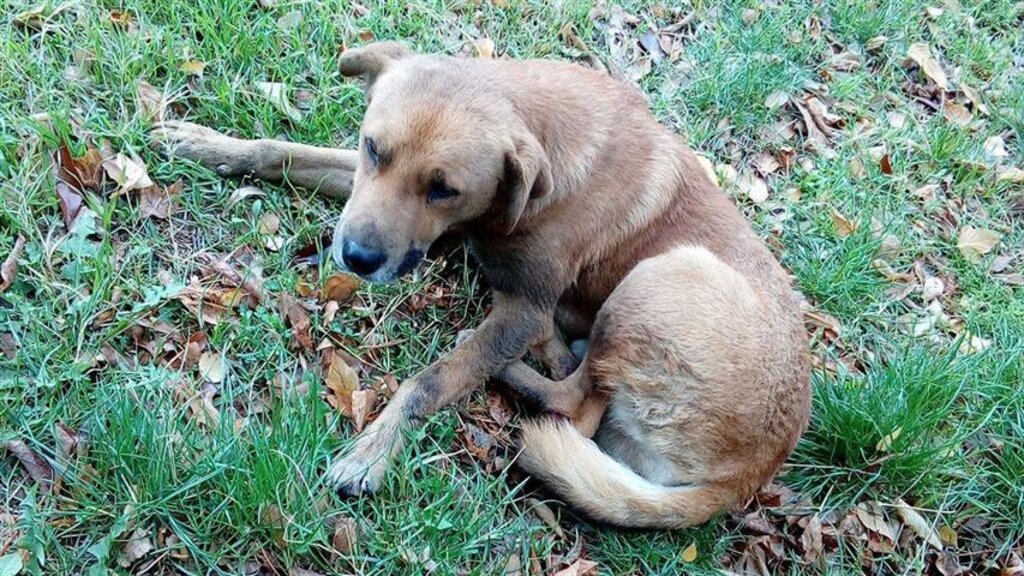 Оперират куче, към което задържан от полицията мъж е проявил жестокост