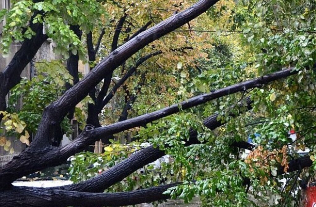 Прокуратурата разследва смъртта на мъжа, върху който падна дърво