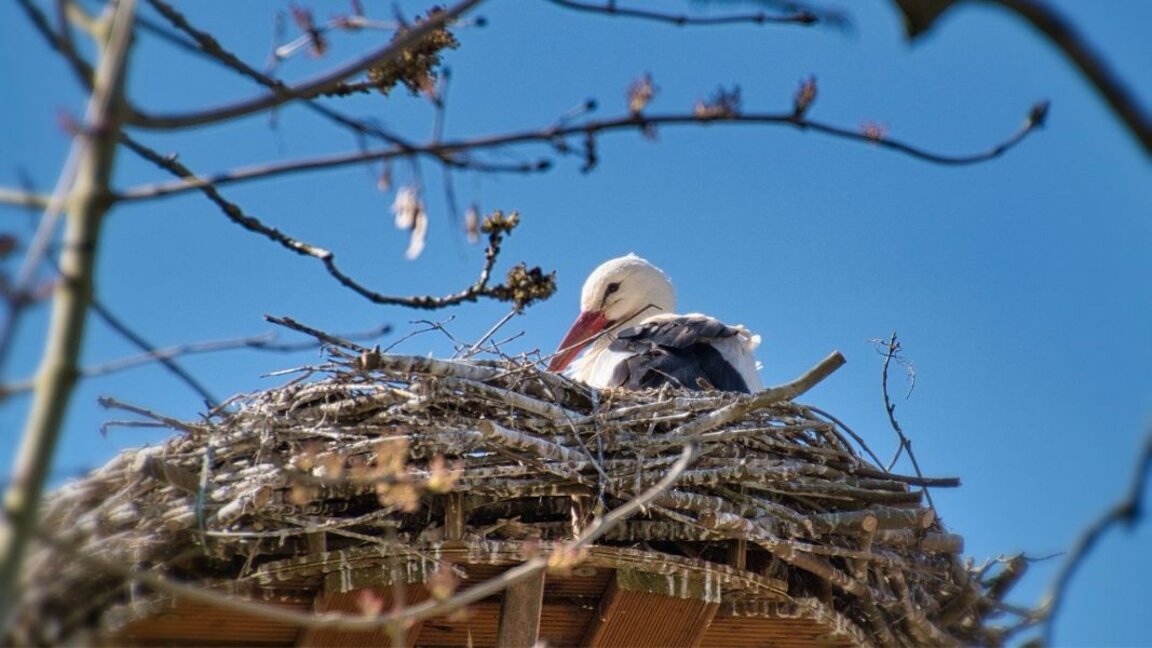 Kış mevsiminde tüylülerden alışılmadık ziyaretler