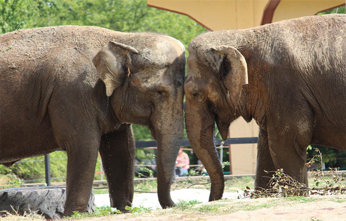 Неразделните слоници Фрося и Луиза свикват в Софийския зоопарк