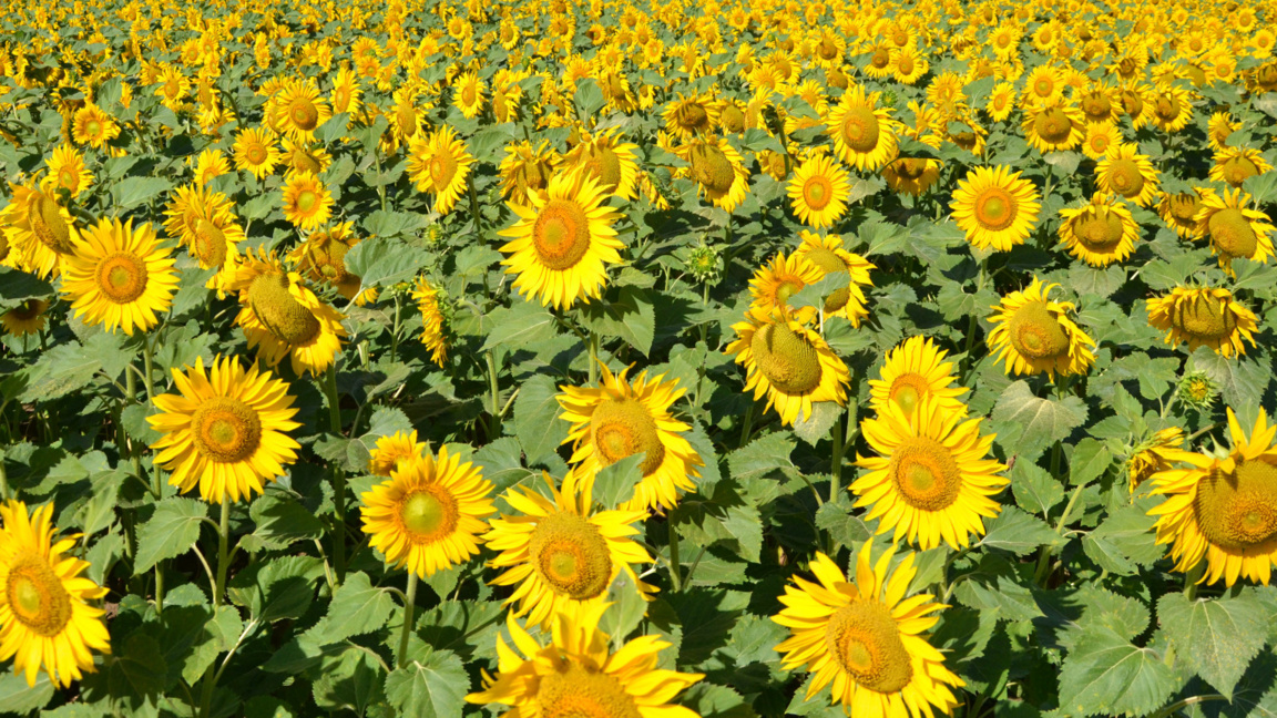 Снимката  е илюстративна