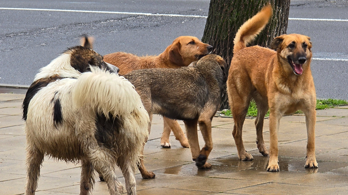 Панагюрище - пример за решаването на проблема с бездомните кучета
