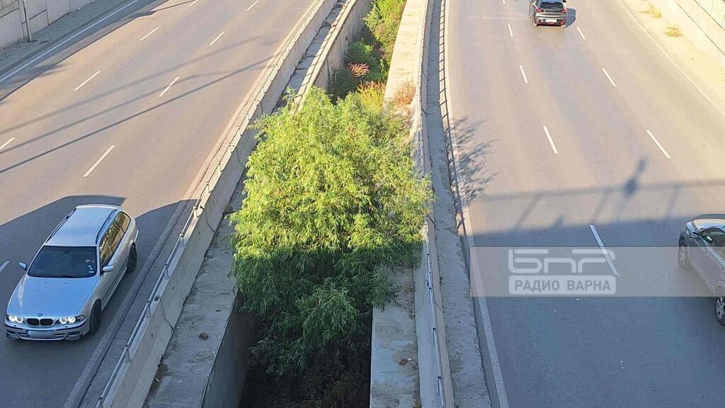 В канала по бул."Васил Левски" има саморасли дървета, избират фирма да го почисти