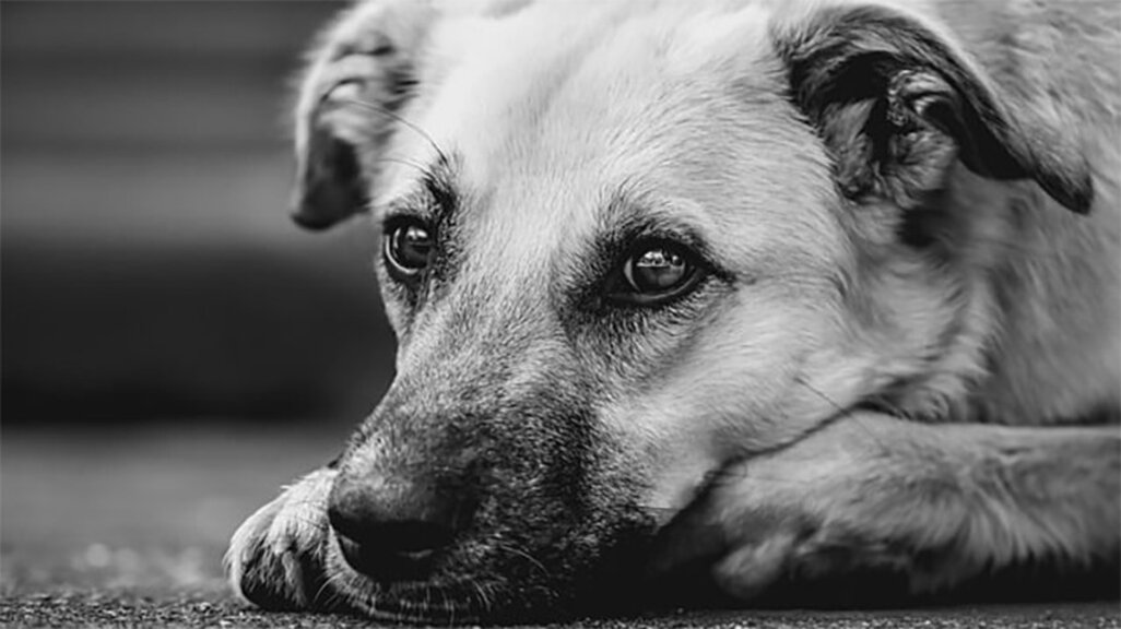 Österreich: Bulgarin gründete Verein zur Rettung bulgarischer Straßenhunde