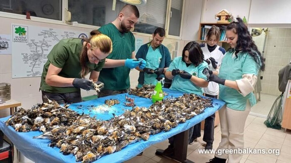 Новогодишната заря уби близо 600 планински чинки в Копривщица