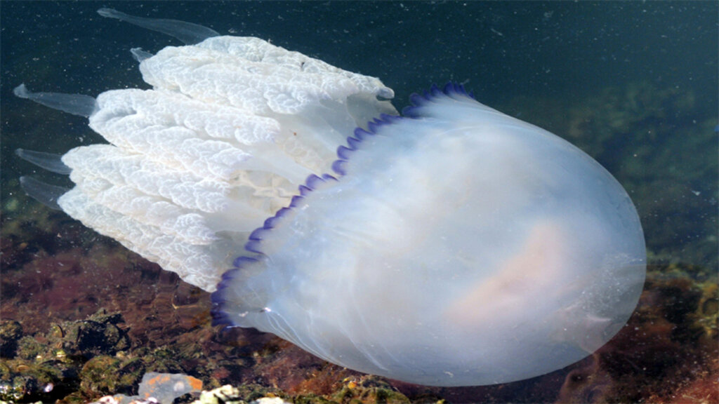 Д-р Ася Николова: Има ли опасни медузи в Черно море?