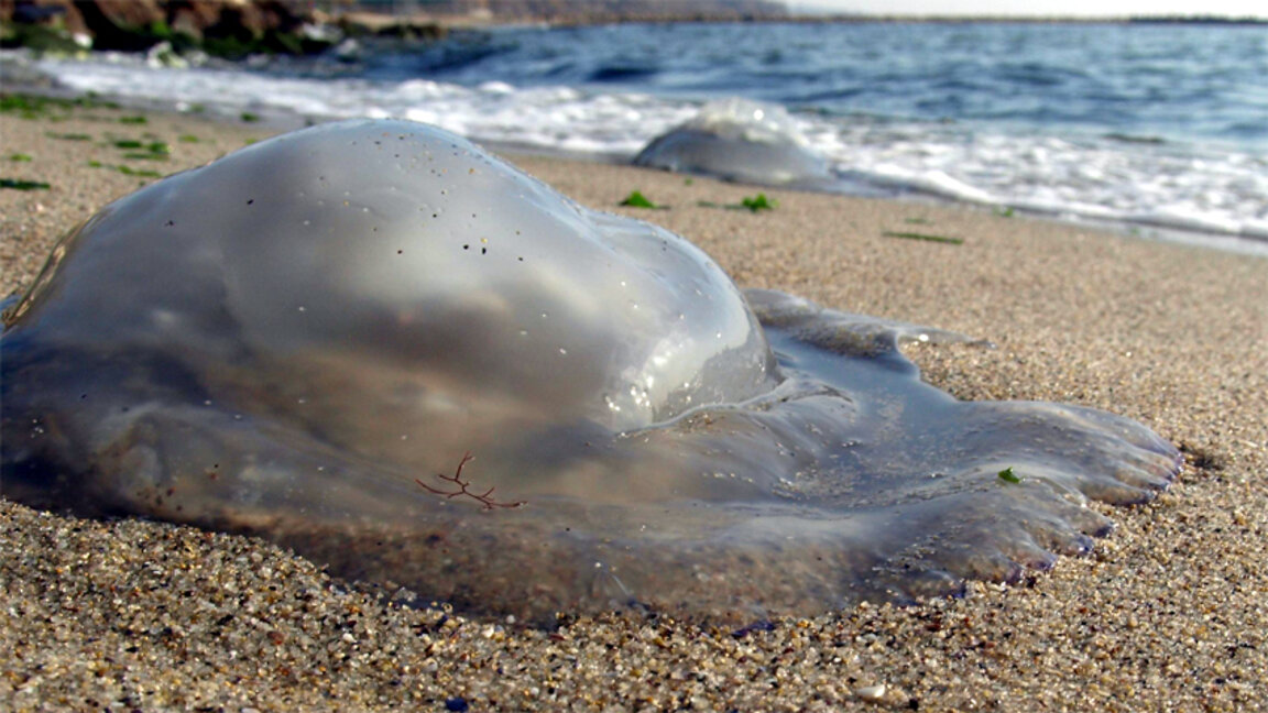 Експерт: Струпването на медузи около брега е обичайно явление за сезона