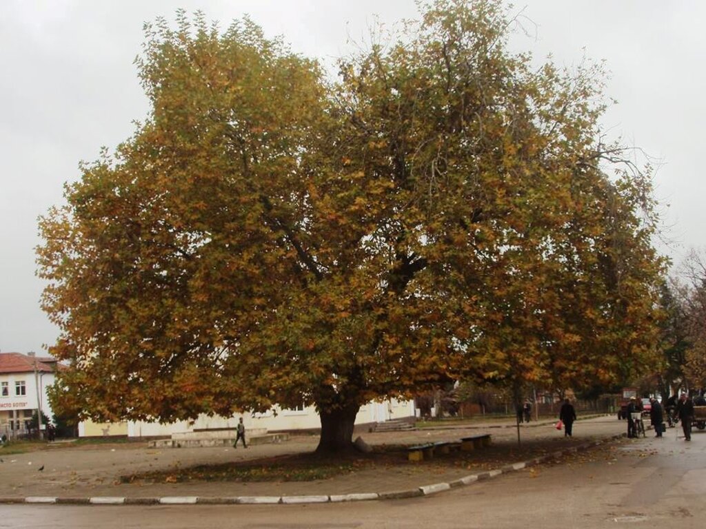 Обследват 120-годишни чинари при кюстендилската Чифте баня