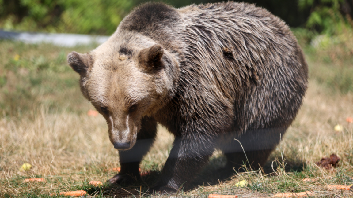 The Belitsa Bear Sanctuary marks 25 years of rescue work