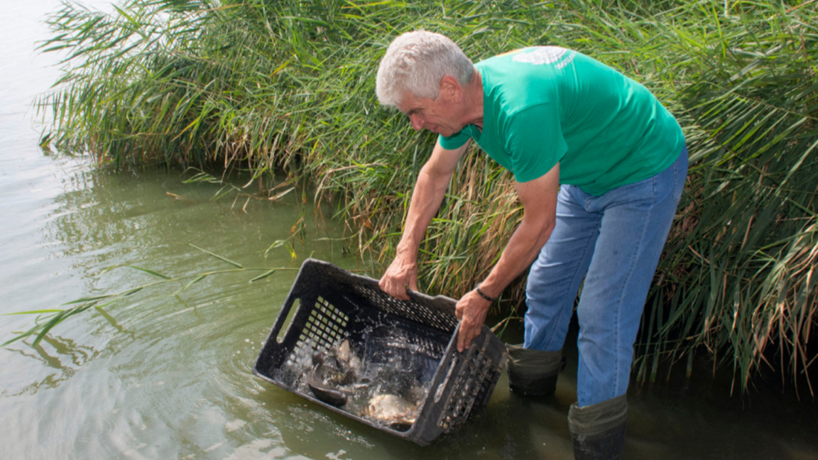 Volunteers release more than 40 kg of young carp into Lake Mandra