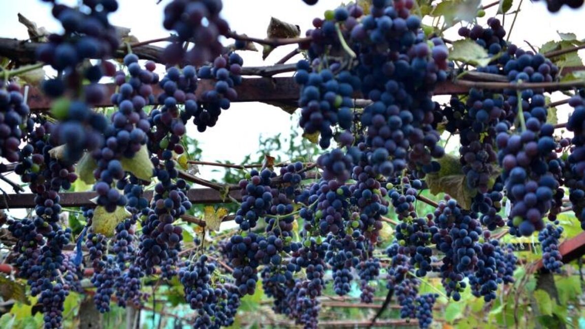 Why are grape growers in Bulgaria doomed to bankruptcy?