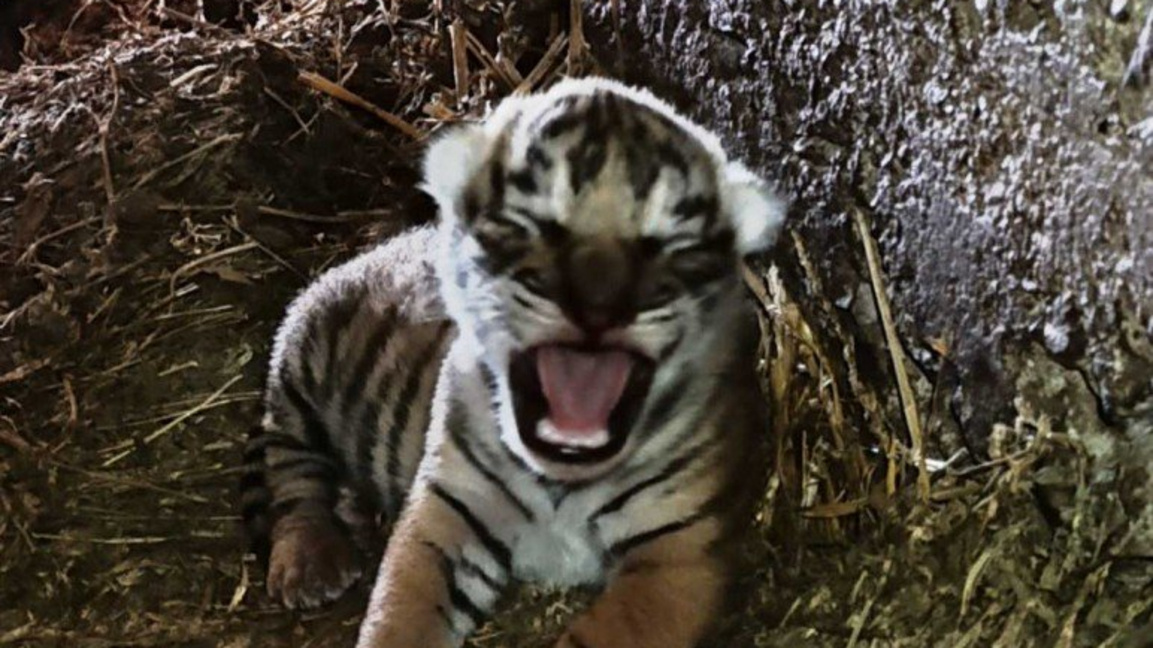 Namenssuche für neugeborenes Bengaltigerjunges in Stara Sagora
