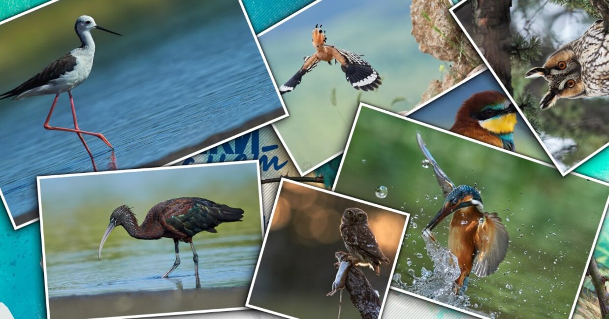 Фотосафари и "Снимки за смет" с Калин Ботев