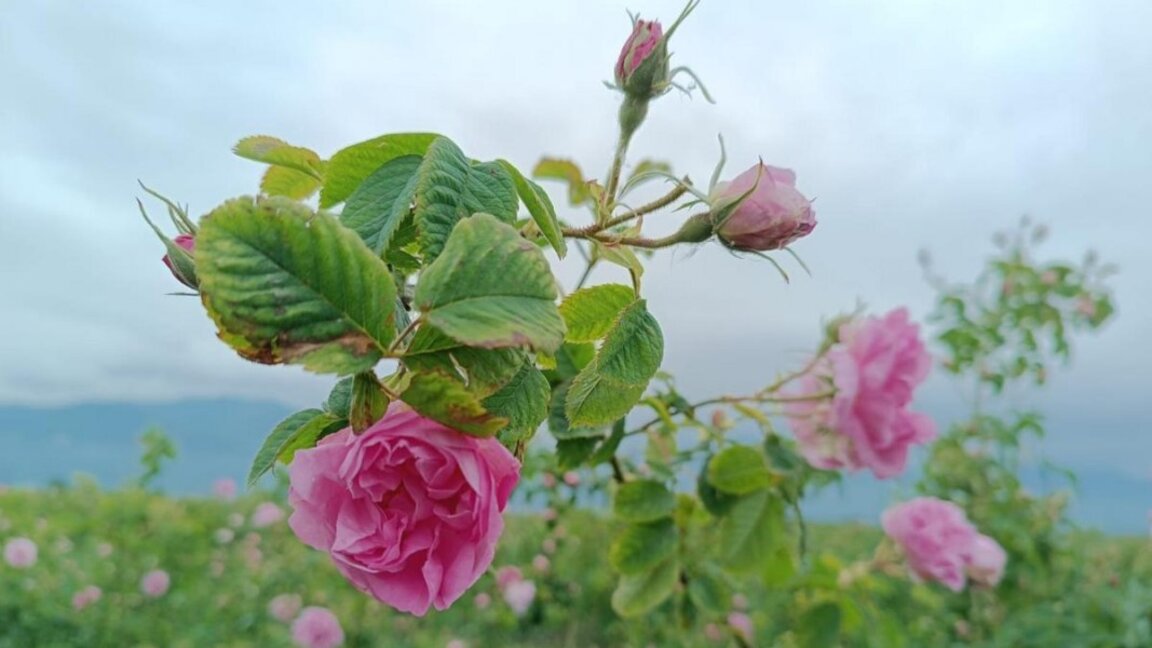 Wetteraussichten für Donnerstag, den 12. Juni