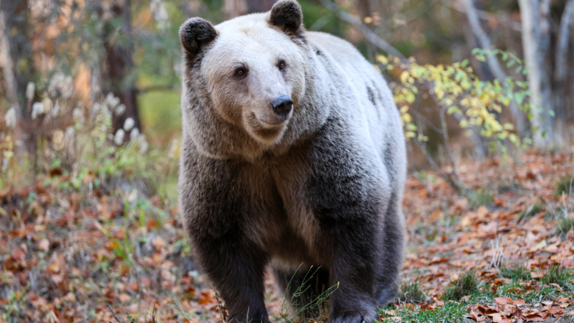 Паркът за мечки в Белица