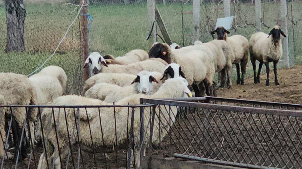 Schafzüchter fordern Rücktritt der gesamten BABH-Geschäftsführung