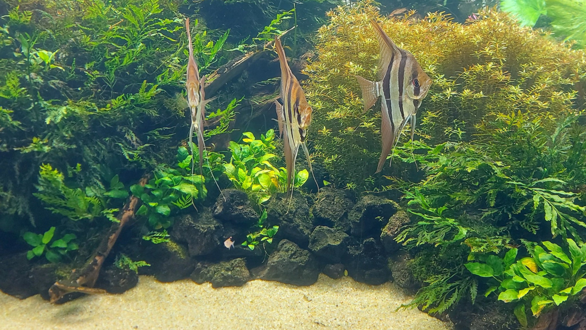 Аквариумите на Такаши Амано в Лисабон