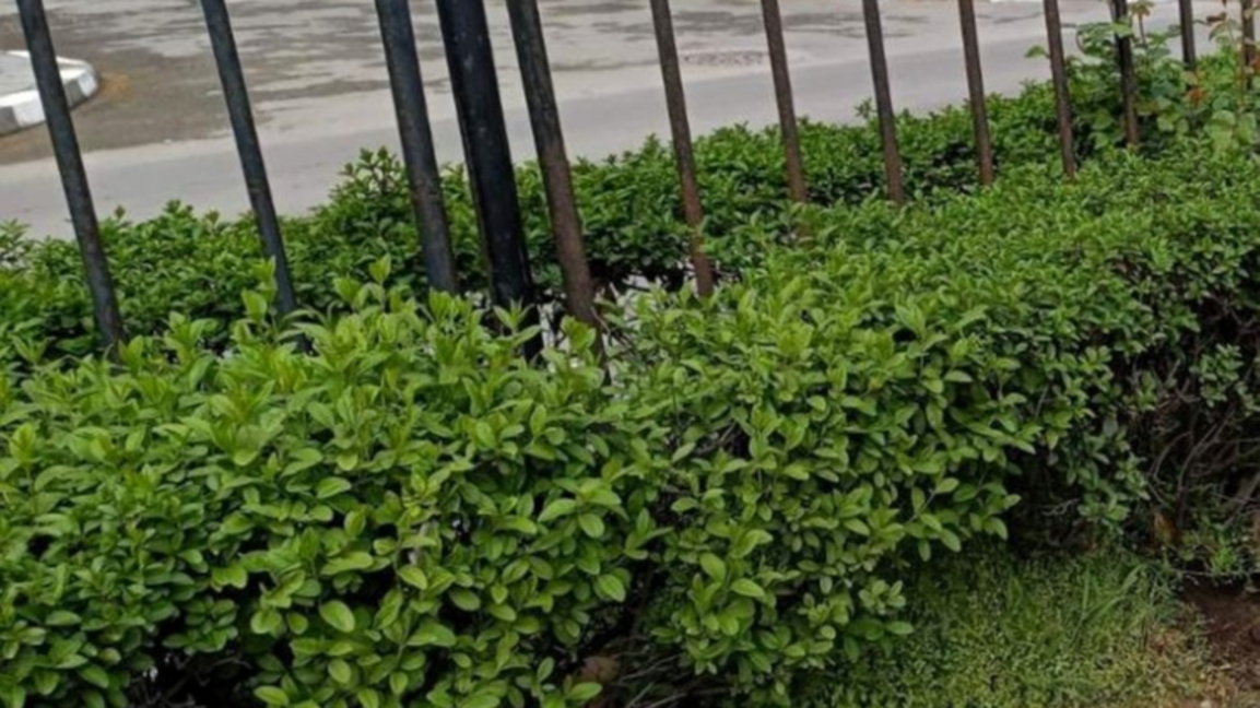 Мащабно озеляване подобрява градската среда в Асеновград 