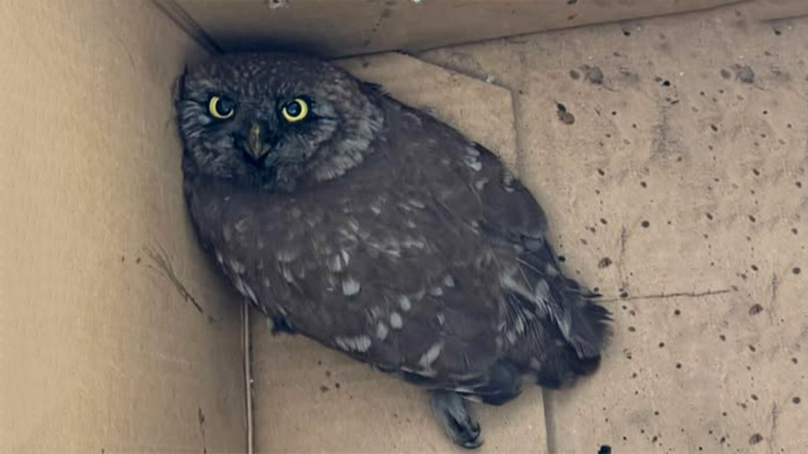 Спасиха бедстваща кукумявка в района на "Ботевградско шосе"