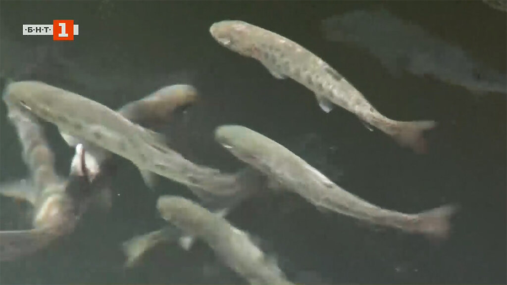 Muerte en masa de peces en las piscifactorías