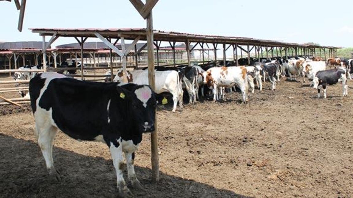Kırcali’deki süt üreticileri hayvan sürülerini tasfiye ediyor