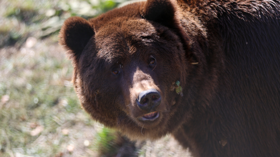 ¡Atención, oso! Nuevo debate sobre la convivencia con el depredador