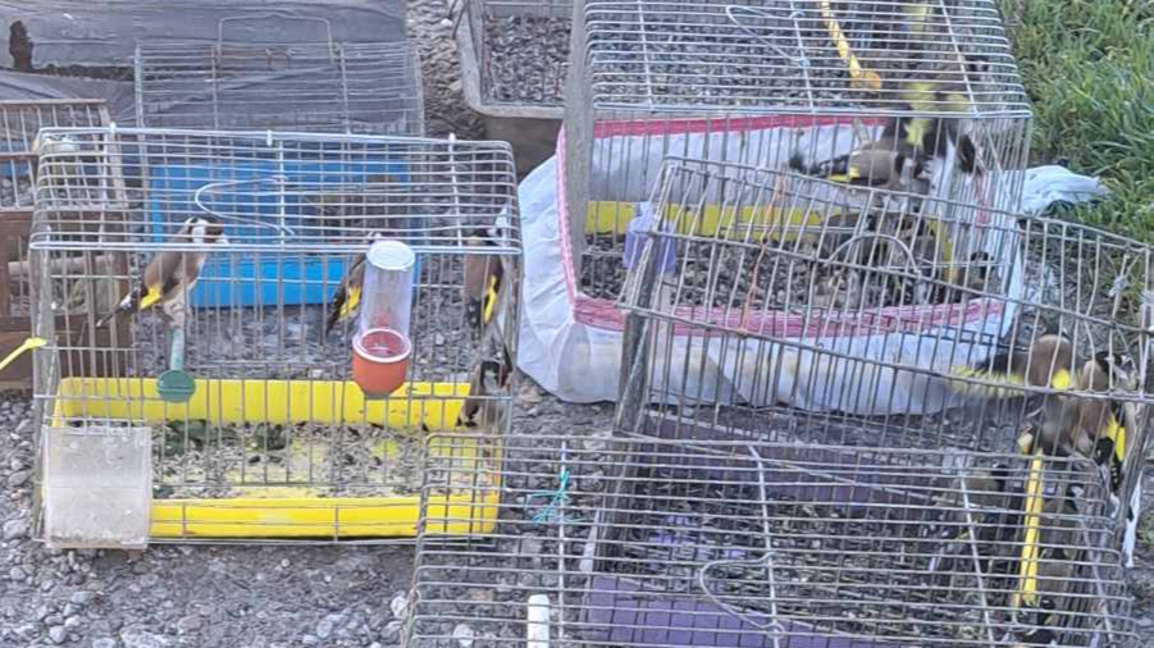 РИОСВ осуети незаконна търговия със защитени пойни птици в Пловдив