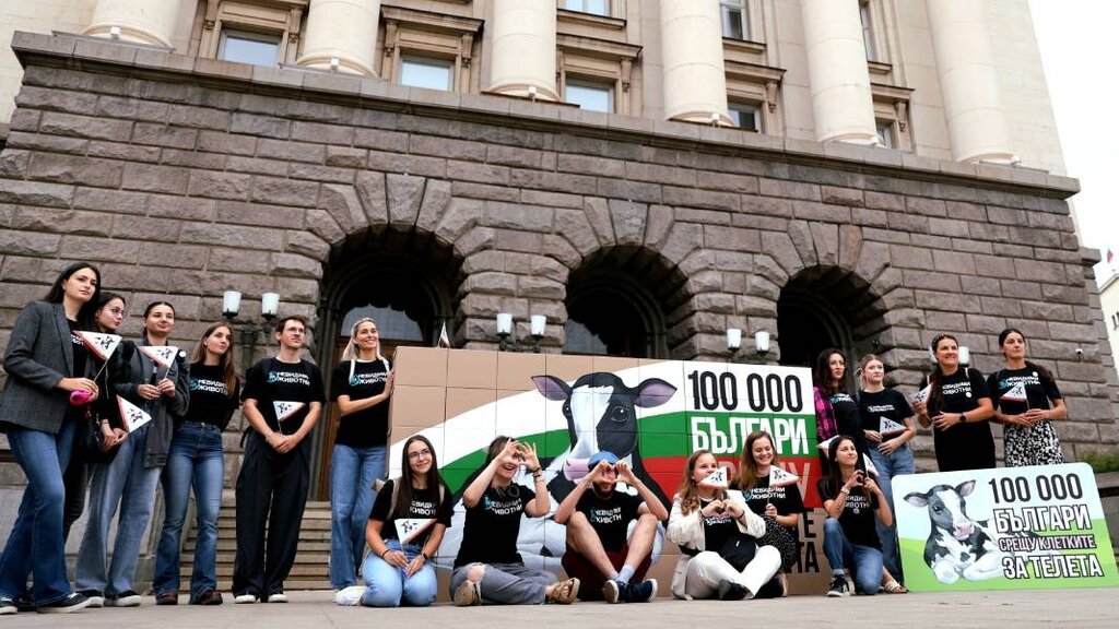 Activists call for ban on calf caging