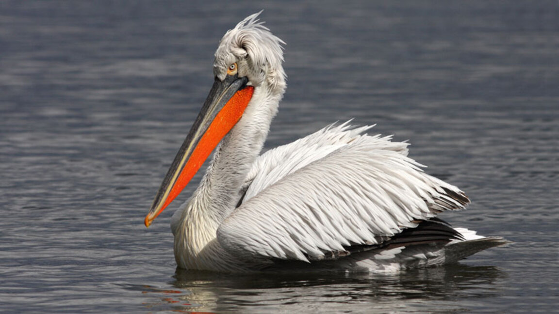 Безводье прогнало кудрявых пеликанов