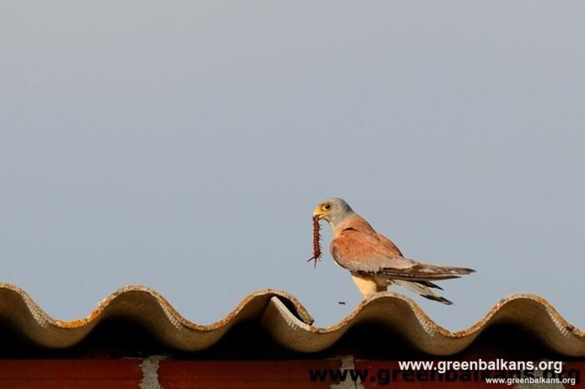 С рок музика отглеждат защитен вид птици в "Зелени Балкани"