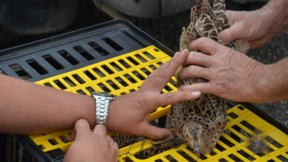 4 400 фазана ще бъдат разселени в ловните територии във Видинско