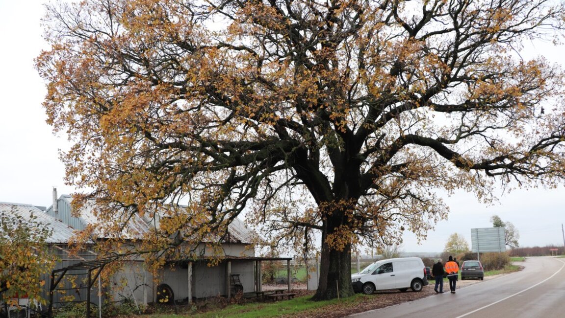 Вековно дърво става защитено