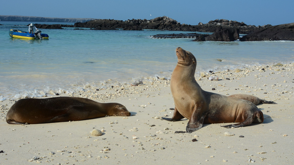 Галапагоски морски лъв