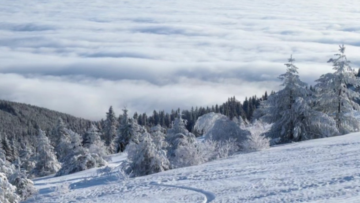 Издирват 22-годишен мъж в планината Витоша в района на "Златните мостове"