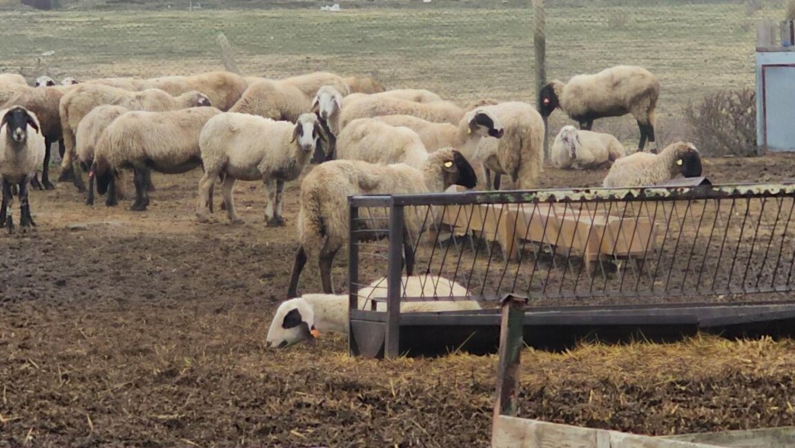 Няма болни животни около огнището на шарка в Сливенско