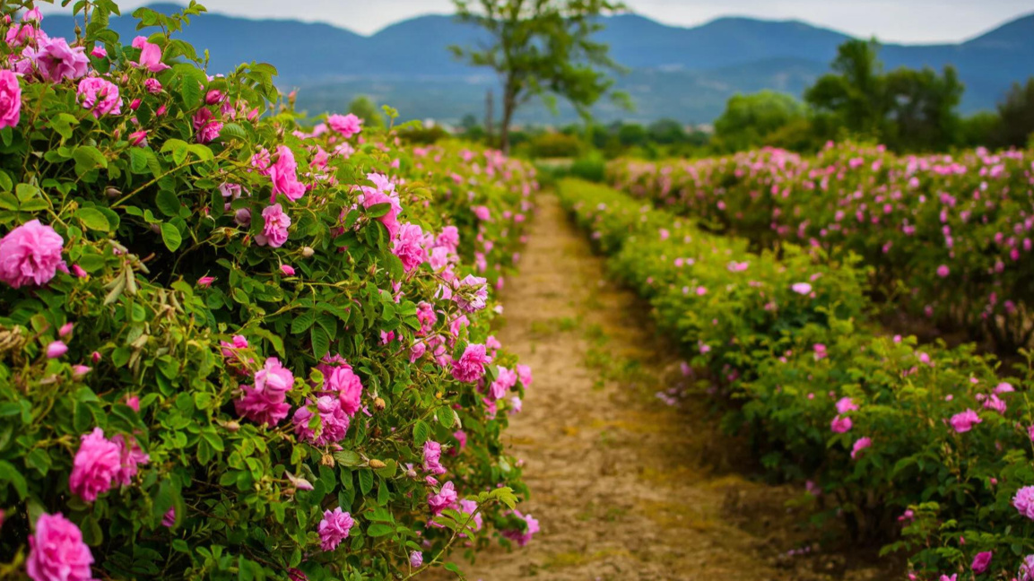 Казанлък ще е домакин на дискусия за опазване на наследството на Розовата долина